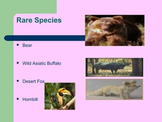 Rare Species



Bear



Wild Asiatic Buffalo



Desert Fox



Hornbill

 