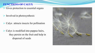 FUNCTIONS OF CALYX
 Gives protection to essential organs
 Involved in photosynthesis
 Calyx attracts insects for pollination
 Calyx is modified into pappus hairs,
they persist on the fruit and help in
dispersal of seeds
 