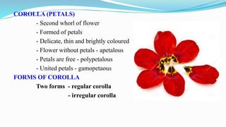 COROLLA (PETALS)
- Second whorl of flower
- Formed of petals
- Delicate, thin and brightly coloured
- Flower without petals - apetalous
- Petals are free - polypetalous
- United petals - gamopetaous
FORMS OF COROLLA
Two forms - regular corolla
- irregular corolla
 