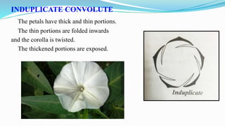 INDUPLICATE CONVOLUTE
The petals have thick and thin portions.
The thin portions are folded inwards
and the corolla is twisted.
The thickened portions are exposed.
 