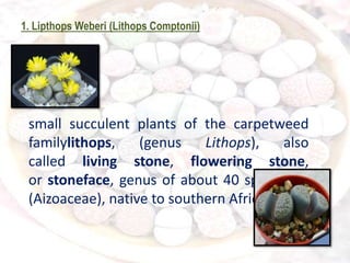 1. Lipthops Weberi (Lithops Comptonii)
small succulent plants of the carpetweed
familylithops, (genus Lithops), also
called living stone, flowering stone,
or stoneface, genus of about 40 species of
(Aizoaceae), native to southern Africa.
 