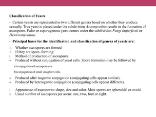 Classification of Yeasts
• Certain yeasts are represented in two different genera based on whether they produce
sexually. True yeast is placed under the subdivision Ascomycotina results in the formation of
ascospores. False or asporogenous yeast comes under the subdivision Fungi Imperfectii or
Deuteromycotina.
• Principal bases for the identification and classification of genera of yeasts are:
1. Whether ascospores are formed
2. If they are spore- forming:
i. Method of production of ascospores
 Produced without conjugation of yeast cells. Spore formation may be followed by
a) conjugation of ascospores or
b) conjugation of small daughter cells.
 Produced after isogamic conjugation (conjugating cells appear similar).
 Produced by heterogamic conjugation (conjugating cells appear different).
i. Appearance of ascospores: shape, size and color. Most spores are spheroidal or ovoid.
ii. Usual number of ascospores per ascus: one, two, four or eight.
 