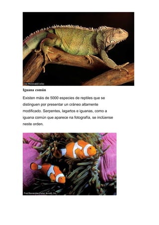 Iguana común

Existen máis de 5000 especies de reptiles que se
distinguen por presentar un cráneo altamente
modificado. Serpentes, lagartos e iguanas, como a
iguana común que aparece na fotografía, se inclúense
neste orden.
 