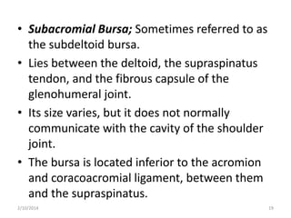 • Subacromial Bursa; Sometimes referred to as
the subdeltoid bursa.
• Lies between the deltoid, the supraspinatus
tendon, and the fibrous capsule of the
glenohumeral joint.
• Its size varies, but it does not normally
communicate with the cavity of the shoulder
joint.
• The bursa is located inferior to the acromion
and coracoacromial ligament, between them
and the supraspinatus.
2/10/2014

19

 