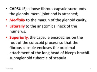 • CAPSULE; a loose fibrous capsule surrounds
the glenohumeral joint and is attached;
• Medially to the margin of the glenoid cavity.
• Laterally to the anatomical neck of the
humerus.
• Superiorly, the capsule encroaches on the
root of the coracoid process so that the
fibrous capsule encloses the proximal
attachment of the long head of biceps brachiisupraglenoid tubercle of scapula.
2/10/2014

5

 