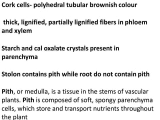 Cork cells- polyhedral tubular brownish colour
thick, lignified, partially lignified fibers in phloem
and xylem
Starch and cal oxalate crystals present in
parenchyma
Stolon contains pith while root do not contain pith
Pith, or medulla, is a tissue in the stems of vascular
plants. Pith is composed of soft, spongy parenchyma
cells, which store and transport nutrients throughout
the plant
 