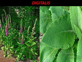 DIGITALIS
 