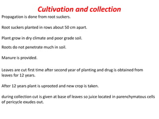 Cultivation and collection
Propagation is done from root suckers.
Root suckers planted in rows about 50 cm apart.
Plant grow in dry climate and poor grade soil.
Roots do not penetrate much in soil.
Manure is provided.
Leaves are cut first time after second year of planting and drug is obtained from
leaves for 12 years.
After 12 years plant is uprooted and new crop is taken.
during collection cut is given at base of leaves so juice located in parenchymatous cells
of pericycle exudes out.
 