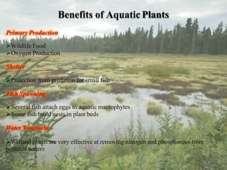 Benefits of Aquatic Plants
Primary Production
Wildlife Food
Oxygen Production
Shelter
Protection from predation for small fish
Fish Spawning
Several fish attach eggs to aquatic macrophytes
Some fish build nests in plant beds
Water Treatment
Wetland plants are very effective at removing nitrogen and phosphorous from
polluted waters
 