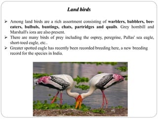 Land birds
 Among land birds are a rich assortment consisting of warblers, babblers, bee-
eaters, bulbuls, buntings, chats, partridges and quails. Grey hornbill and
Marshall's iora are also present.
 There are many birds of prey including the osprey, peregrine, Pallas' sea eagle,
short-toed eagle, etc..
 Greater spotted eagle has recently been recorded breeding here, a new breeding
record for the species in India.
 