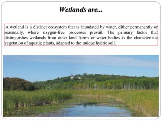 Wetlands are...
A wetland is a distinct ecosystem that is inundated by water, either permanently or
seasonally, where oxygen-free processes prevail. The primary factor that
distinguishes wetlands from other land forms or water bodies is the characteristic
vegetation of aquatic plants, adapted to the unique hydric soil.
 