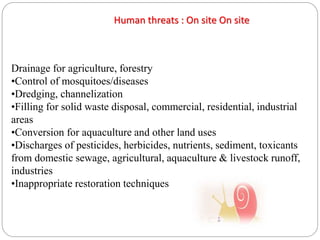 Human threats : On site On site
Drainage for agriculture, forestry
•Control of mosquitoes/diseases
•Dredging, channelization
•Filling for solid waste disposal, commercial, residential, industrial
areas
•Conversion for aquaculture and other land uses
•Discharges of pesticides, herbicides, nutrients, sediment, toxicants
from domestic sewage, agricultural, aquaculture & livestock runoff,
industries
•Inappropriate restoration techniques
 