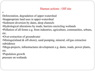 Human actions : Off site
•
Deforestation, degradation of upper-watershed
•Inappropriate land uses in upper-watershed
•Sediment diversion by dams, deep channels
•Hydrological alterations by roads, barriers encircling wetlands
•Pollution of all forms e.g. from industries, agriculture, communities, urbans,
etc.
•Over-extraction of groundwater
•Minings(inland & off-shore), sand pumping, mineral, oil/gas extraction
subsidence
•Mega-projects, infrastructures development e.g. dams, roads, power plants,
etc.
•Population growth
pressure on wetlands
 