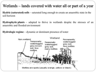 Wetlands – lands covered with water all or part of a year
Hydric (saturated) soils – saturated long enough to create an anaerobic state in the
soil horizon
Hydrophytic plants – adapted to thrive in wetlands despite the stresses of an
anaerobic and flooded environment
Hydrologic regime – dynamic or dominant presence of water
 