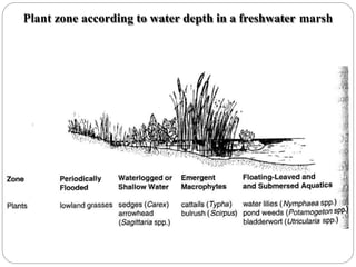 Plant zone according to water depth in a freshwater marsh
 