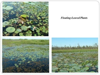 Floating-Leaved Plants
 