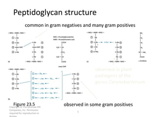 Copyright © The McGraw-Hill
Companies, Inc. Permission
required for reproduction or
1
Figure 23.5
common in gram negatives and many gram positives
observed in some gram positives
observed in plant
pathogens of the
genus Corynebacterium
Peptidoglycan structure
 