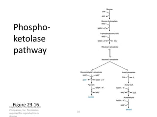 Copyright © The McGraw-Hill
Companies, Inc. Permission
required for reproduction or
16
Phospho-
ketolase
pathway
Figure 23.16
 