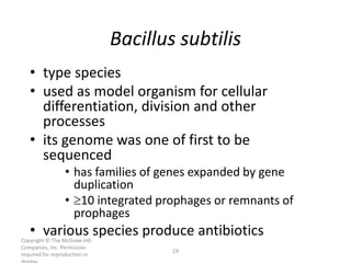 Copyright © The McGraw-Hill
Companies, Inc. Permission
required for reproduction or
19
Bacillus subtilis
• type species
• used as model organism for cellular
differentiation, division and other
processes
• its genome was one of first to be
sequenced
• has families of genes expanded by gene
duplication
• 10 integrated prophages or remnants of
prophages
• various species produce antibiotics
 