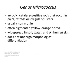 Copyright © The McGraw-Hill
companies, Inc. Permission
required for reproduction or
2
Genus Micrococcus
• aerobic, catalase-positive rods that occur in
pairs, tetrads or irregular clusters
• usually non motile
• often pigmented yellow, orange or red
• widepsread in soil, water, and on human skin
• does not undergo morphological
differentiation
 