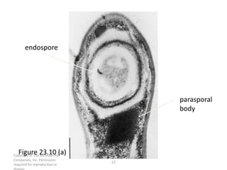 Copyright © The McGraw-Hill
Companies, Inc. Permission
required for reproduction or
22
parasporal
body
endospore
Figure 23.10 (a)
 