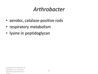 Copyright © The McGraw-Hill
companies, Inc. Permission
required for reproduction or
39
Arthrobacter
• aerobic, catalase-positive rods
• respiratory metabolism
• lysine in peptidoglycan
 