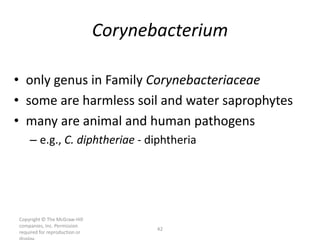 Copyright © The McGraw-Hill
companies, Inc. Permission
required for reproduction or
42
Corynebacterium
• only genus in Family Corynebacteriaceae
• some are harmless soil and water saprophytes
• many are animal and human pathogens
– e.g., C. diphtheriae - diphtheria
 