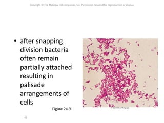 Copyright © The McGraw-Hill companies, Inc. Permission required for reproduction or display.
43
• after snapping
division bacteria
often remain
partially attached
resulting in
palisade
arrangements of
cells
Figure 24.9
 