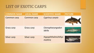 LIST OF EXOTIC CARPS
COMMON NAME LOCAL NAME SCIENTIFIC NAME PICTURE
Common carp Common carp Cyprinus carpio
Grass carp Grass carp Ctenopharyngodon
idella
Silver carp Silver carp Hypophthalmichthys
molitrix
 