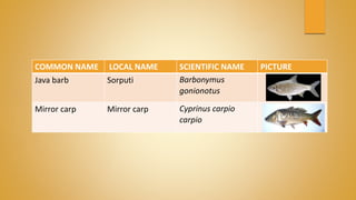 COMMON NAME LOCAL NAME SCIENTIFIC NAME PICTURE
Java barb Sorputi Barbonymus
gonionotus
Mirror carp Mirror carp Cyprinus carpio
carpio
 