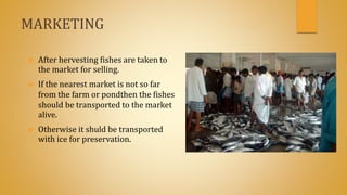 MARKETING
 After hervesting fishes are taken to
the market for selling.
 If the nearest market is not so far
from the farm or pondthen the fishes
should be transported to the market
alive.
 Otherwise it shuld be transported
with ice for preservation.
 