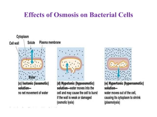 Effects of Osmosis on Bacterial Cells
 