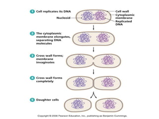 Microbial Growth