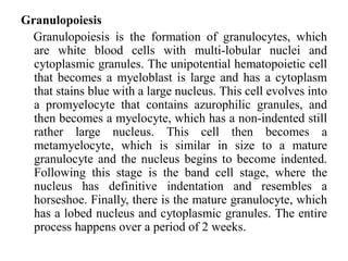 Granulopoiesis
Granulopoiesis is the formation of granulocytes, which
are white blood cells with multi-lobular nuclei and
cytoplasmic granules. The unipotential hematopoietic cell
that becomes a myeloblast is large and has a cytoplasm
that stains blue with a large nucleus. This cell evolves into
a promyelocyte that contains azurophilic granules, and
then becomes a myelocyte, which has a non-indented still
rather large nucleus. This cell then becomes a
metamyelocyte, which is similar in size to a mature
granulocyte and the nucleus begins to become indented.
Following this stage is the band cell stage, where the
nucleus has definitive indentation and resembles a
horseshoe. Finally, there is the mature granulocyte, which
has a lobed nucleus and cytoplasmic granules. The entire
process happens over a period of 2 weeks.
 