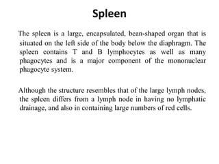 Spleen
The spleen is a large, encapsulated, bean-shaped organ that is
situated on the left side of the body below the diaphragm. The
spleen contains T and B lymphocytes as well as many
phagocytes and is a major component of the mononuclear
phagocyte system.
Although the structure resembles that of the large lymph nodes,
the spleen differs from a lymph node in having no lymphatic
drainage, and also in containing large numbers of red cells.
 