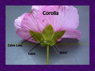  structure of flower