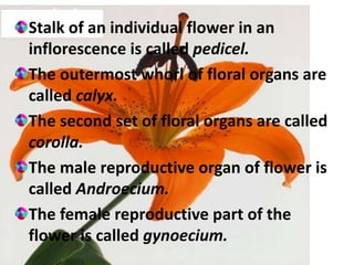 Stalk of an individual flower in an
inflorescence is called pedicel.
The outermost whorl of floral organs are
called calyx.
The second set of floral organs are called
corolla.
The male reproductive organ of flower is
called Androecium.
The female reproductive part of the
flower is called gynoecium.
 