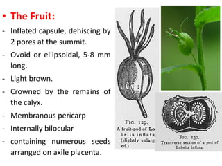 • The Fruit:
- Inflated capsule, dehiscing by
2 pores at the summit.
- Ovoid or ellipsoidal, 5-8 mm
long.
- Light brown.
- Crowned by the remains of
the calyx.
- Membranous pericarp
- Internally bilocular
- containing numerous seeds
arranged on axile placenta.
 