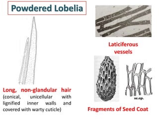 Powdered Lobelia
Long, non-glandular hair
(conical, unicellular with
lignified inner walls and
covered with warty cuticle)
Laticiferous
vessels
Fragments of Seed Coat
 