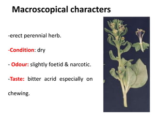 -erect perennial herb.
-Condition: dry
- Odour: slightly foetid & narcotic.
-Taste: bitter acrid especially on
chewing.
Macroscopical characters
 