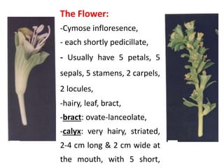 The Flower:
-Cymose infloresence,
- each shortly pedicillate,
- Usually have 5 petals, 5
sepals, 5 stamens, 2 carpels,
2 locules,
-hairy, leaf, bract,
-bract: ovate-lanceolate,
-calyx: very hairy, striated,
2-4 cm long & 2 cm wide at
the mouth, with 5 short,
 