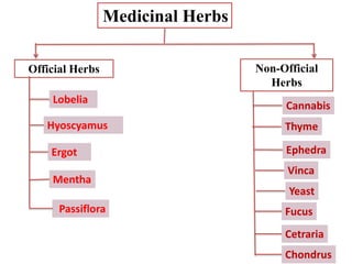 Medicinal Herbs
Lobelia
Hyoscyamus
Mentha
Thyme
Ergot Ephedra
Passiflora
Official Herbs Non-Official
Herbs
Cannabis
Vinca
Yeast
Fucus
Cetraria
Chondrus
 