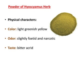 • Physical characters:
• Color: light greenish yellow
• Odor: slightly foetid and narcotic
• Taste: bitter acrid
Powder of Hyoscyamus Herb
 