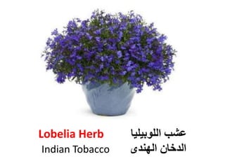 Lobelia Herb ‫اللوبيليا‬ ‫عشب‬
Indian Tobacco ‫الهندى‬ ‫الدخان‬
 