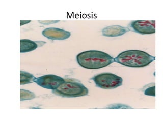 Meiosis
 