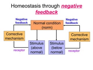 Homeostasis through   negative feedback Normal condition (norm) Stimulus (above normal) Stimulus (below normal) Negative feedback Negative feedback Corrective mechanism Corrective mechanism receptor receptor 