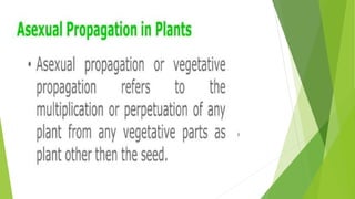 HORTICULTURE-AND-CROP-PRODUCTION-PRESENTATION.pptx