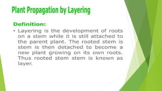 HORTICULTURE-AND-CROP-PRODUCTION-PRESENTATION.pptx