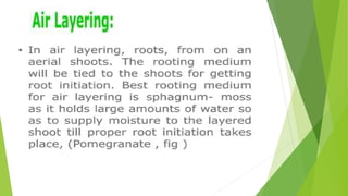 HORTICULTURE-AND-CROP-PRODUCTION-PRESENTATION.pptx