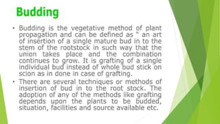 HORTICULTURE-AND-CROP-PRODUCTION-PRESENTATION.pptx